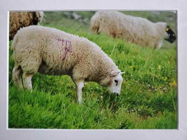 11x14 Matted Print - "Gentle Lamb" picture