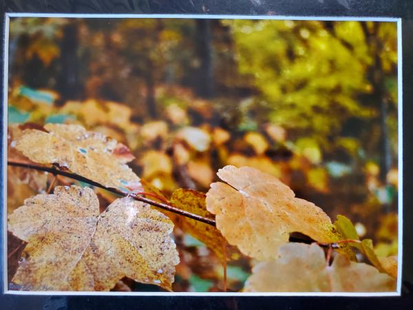 9x12 Matted Print - "Bright Autumn 2"