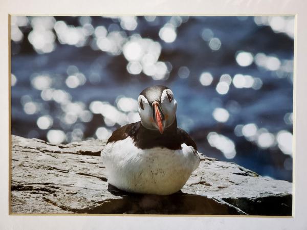 9x12 Matted Print - "Puffin Daze" picture