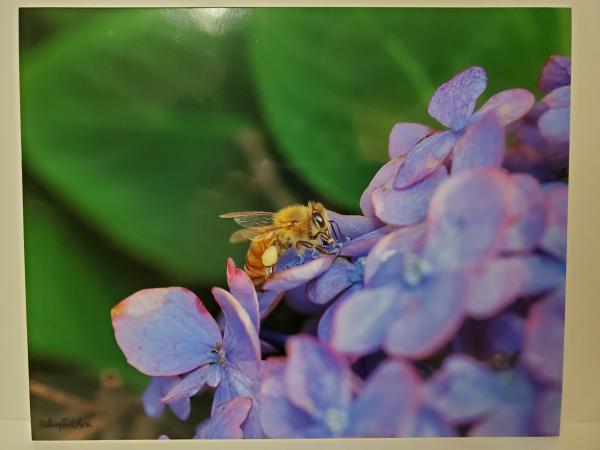 8x10 Un-matted Print - "Helper" picture