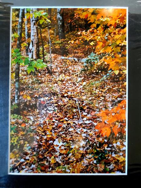 9x12 Matted Print - "Autumn Path" picture
