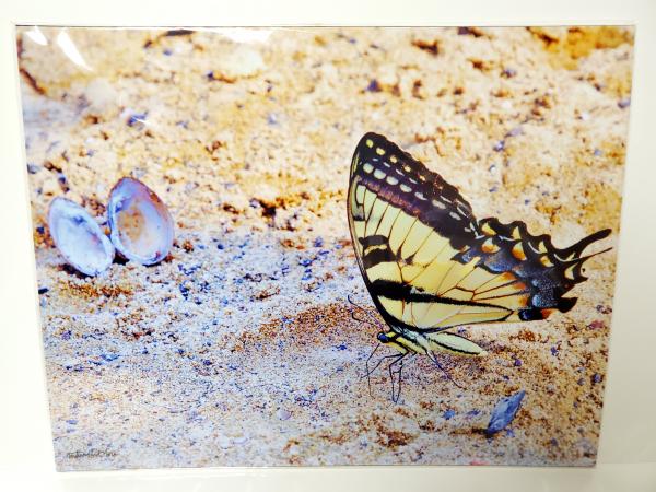 11x14 Un-matted Print - "Micro Wonder" picture