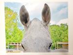 8x10 Un-matted Print - "All Ears"
