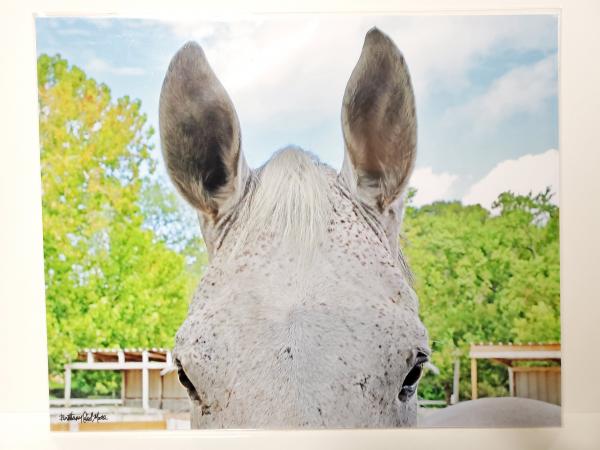 8x10 Un-matted Print - "All Ears" picture