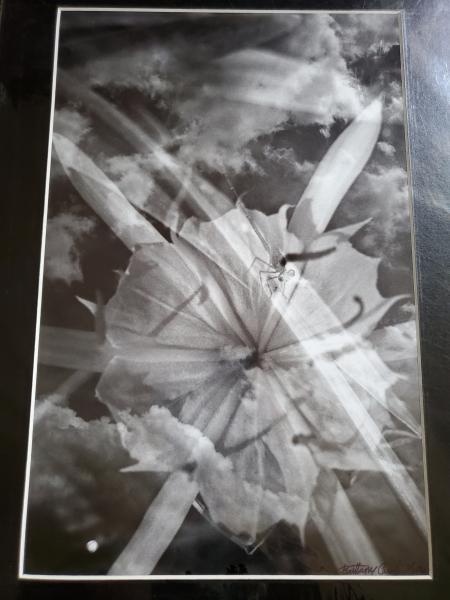 14 x 18 Matted Print - "Dragon and Lily 2" picture