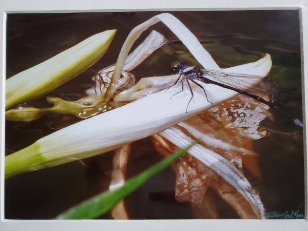 11x14 Matted Print - "Blue Dragon" picture