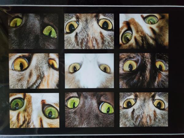 16 x 20 Matted Print - "Curious Eyes 2"