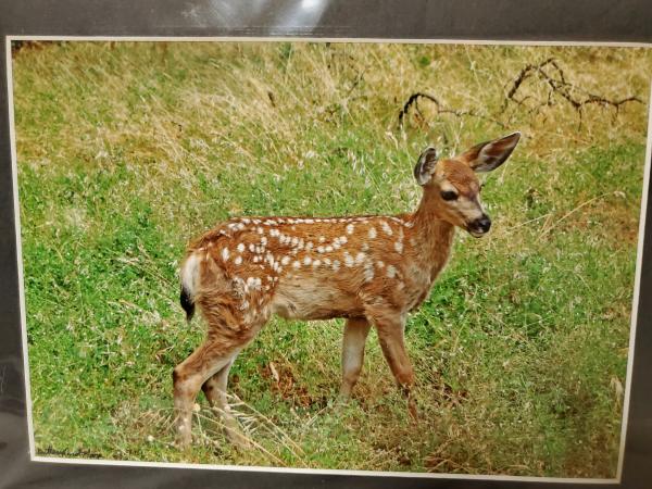 9x12 Matted Print - "Fawn"