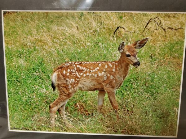 9x12 Matted Print - "Fawn" picture