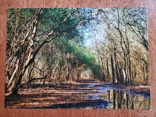 Print on 9x12 wooden board - "Forest Tunnel 1" picture