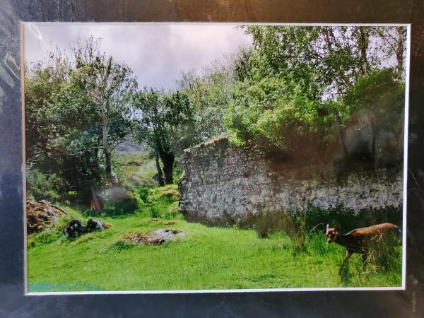 9x12 Matted Print - "Irish Deer 1" picture