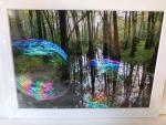 9x12 Matted Print - "Reflections in the Forest 3"