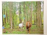 8x10 Un-matted Print - "Friends in the Forest"