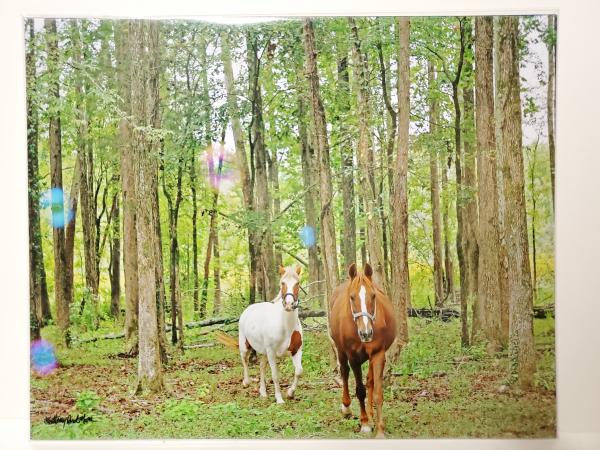 8x10 Un-matted Print - "Friends in the Forest" picture