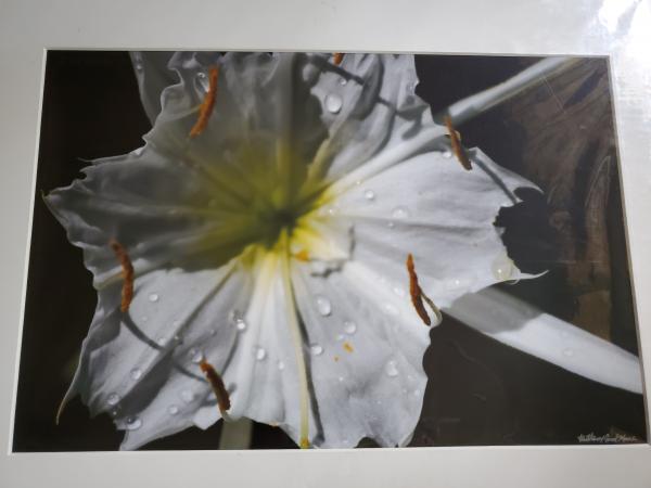 14 x 18 Matted Print - "Cahaba Lily Series 5" picture
