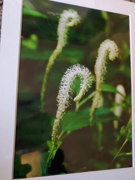 9x12 Matted Print - "Forest Horses" picture