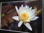 11x14 Matted Print - "Beauty in the Pond"