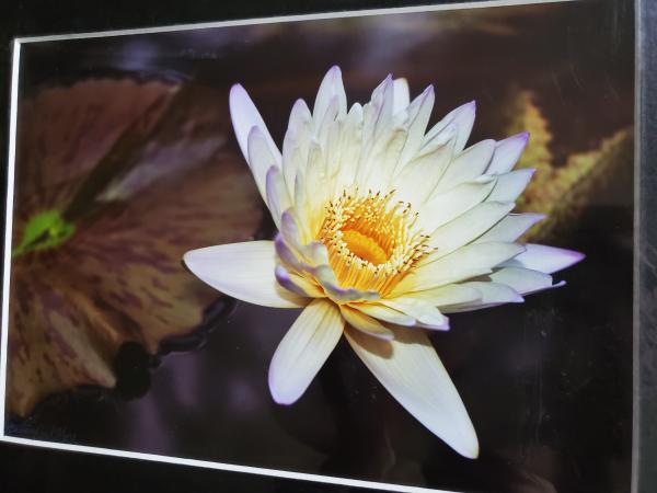 11x14 Matted Print - "Beauty in the Pond" picture