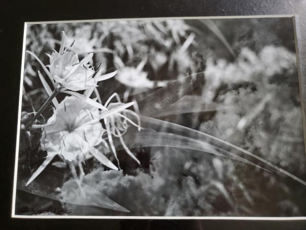 11x14 Matted Print - "Image of a Daydream"