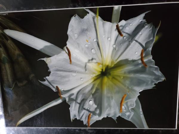 16 x 20 Matted Print - "Cahaba Lily Series III"