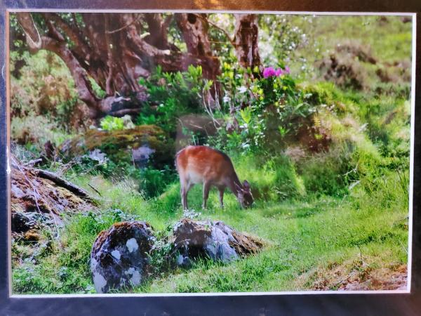 9x12 Matted Print - "Irish Deer 3" picture