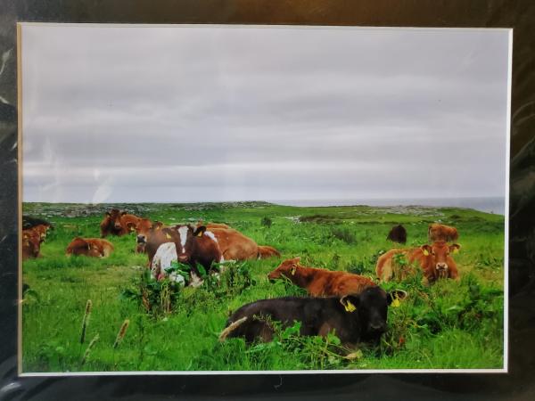 9x12 Matted Print - "An Afternoon Rest" picture