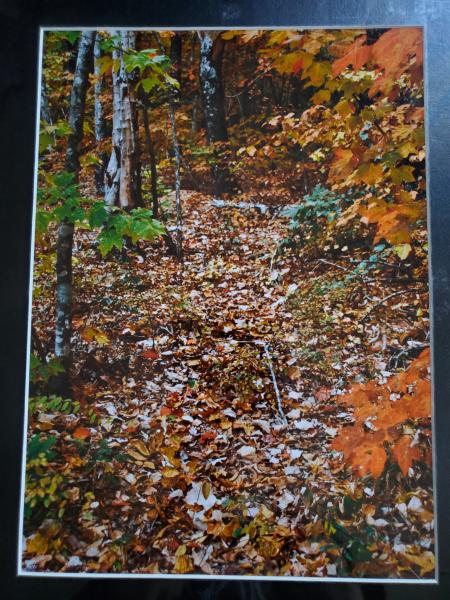 14 x 18 Matted Print - "Autumn Path" picture