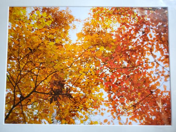 14 x 18 Matted Print - "Height of Colour" picture