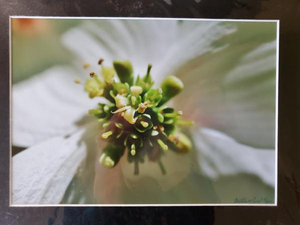 9x12 Matted Print - "Bouquet" picture