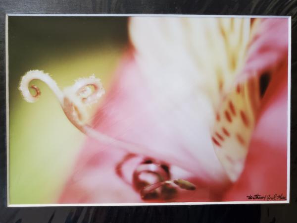 9x12 Matted Print - "Light Lily 2" picture