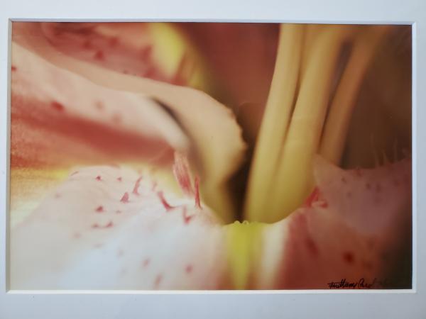 9x12 Matted Print - "Light Lily 1" picture