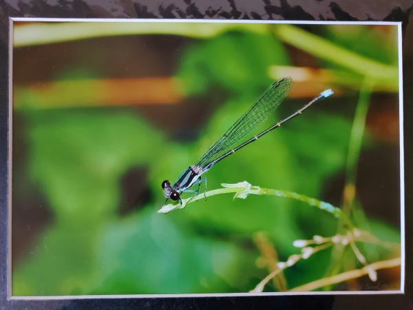 9x12 Matted Print - "A Moment's Notice" picture