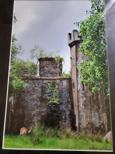 14 x 18 Matted Print - "Life Amidst the Ruins"