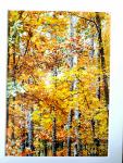 9x12 Matted Print - "Trees of Autumn"