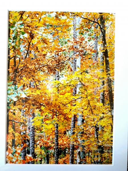 9x12 Matted Print - "Trees of Autumn"