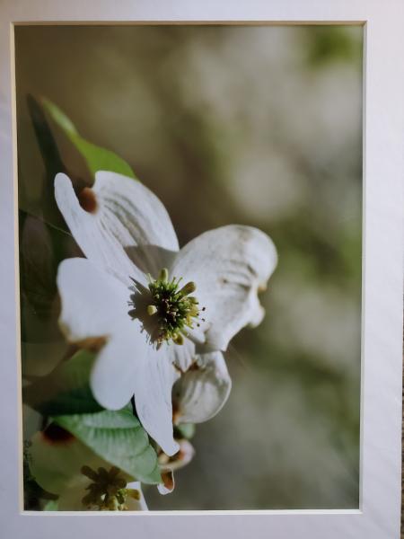 9x12 Matted Print - "Southern Beauty"