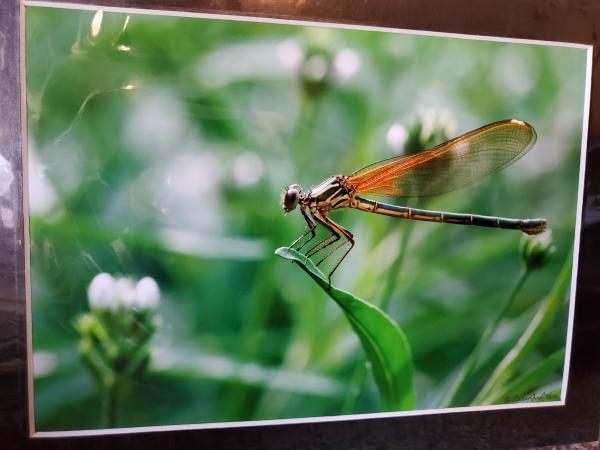 9x12 Matted Print - "Fire Dragon" picture