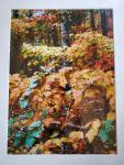 14 x 18 Matted Print - "Autumn Glow"