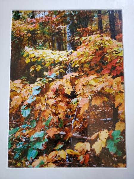 14 x 18 Matted Print - "Autumn Glow" picture