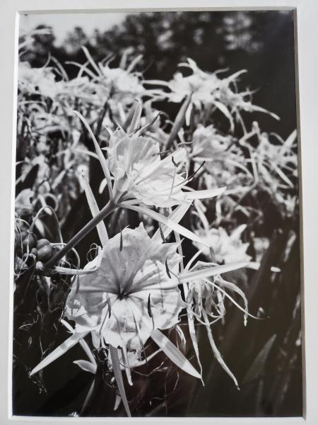 11x14 Matted Print - "Lilies in Black & White" picture