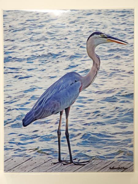 8x10 Un-matted Print - "Blue Heron Fishing" picture