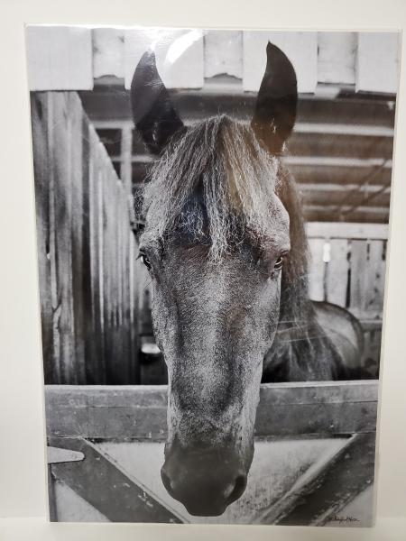 12 5/16 x 18 1/8 Un-matted Print - "Curious Creature" picture