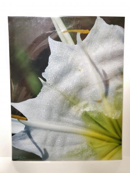 11x14 Un-matted Print - "Delicate Beauty"