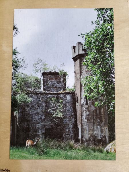 Print on 9x12 wooden board - "Life Amidst the Ruins"