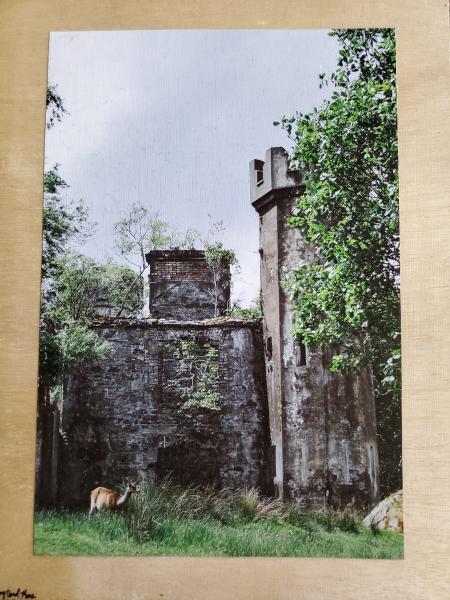 Print on 9x12 wooden board - "Life Amidst the Ruins" picture