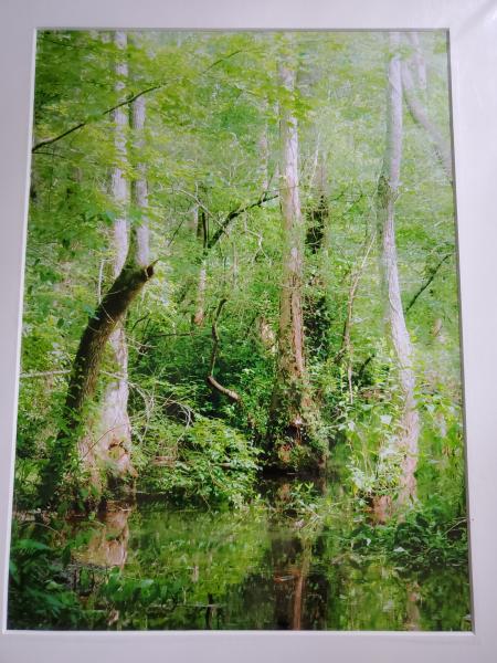 14 x 18 Matted Print - "Talking Trees" picture