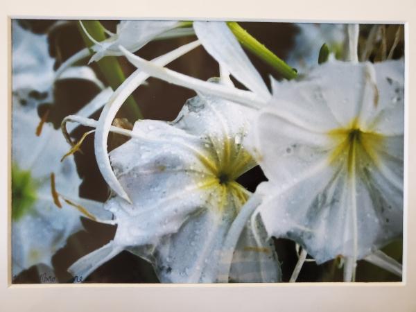 9x12 Matted Print - "Cahaba Lily Series 1"