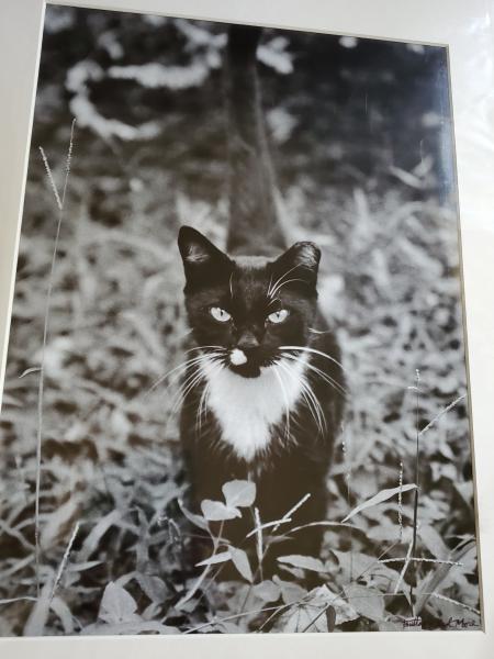 14 x 18 Matted Print - "Keeper of the Field" picture