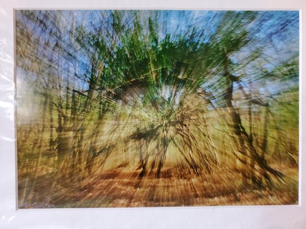 9x12 Matted Print - "Enchanted Forest 3" picture