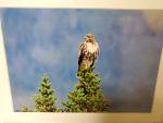 9x12 Matted Print - "High Above 1"